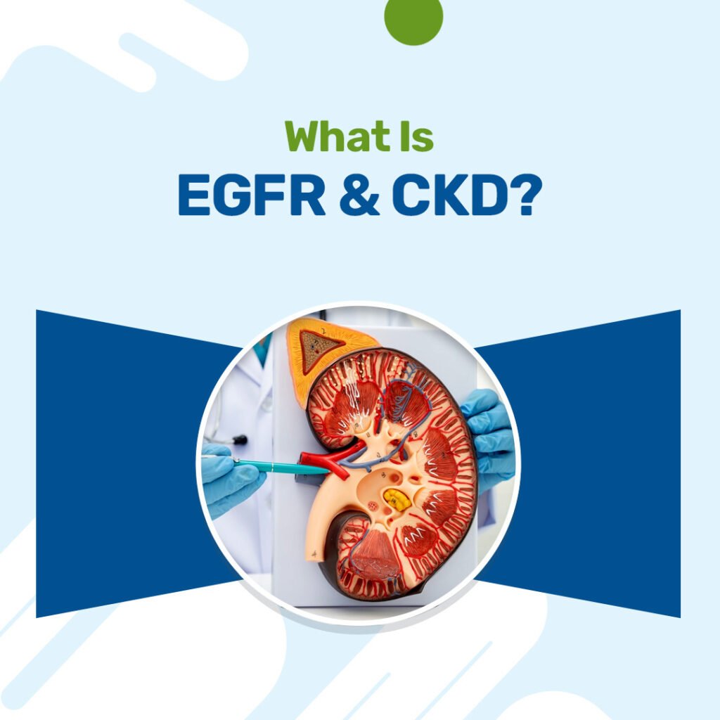 What Is EGFR And CKD